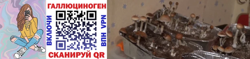 Галлюциногенные грибы GOLDEN TEACHER  Старая Русса 