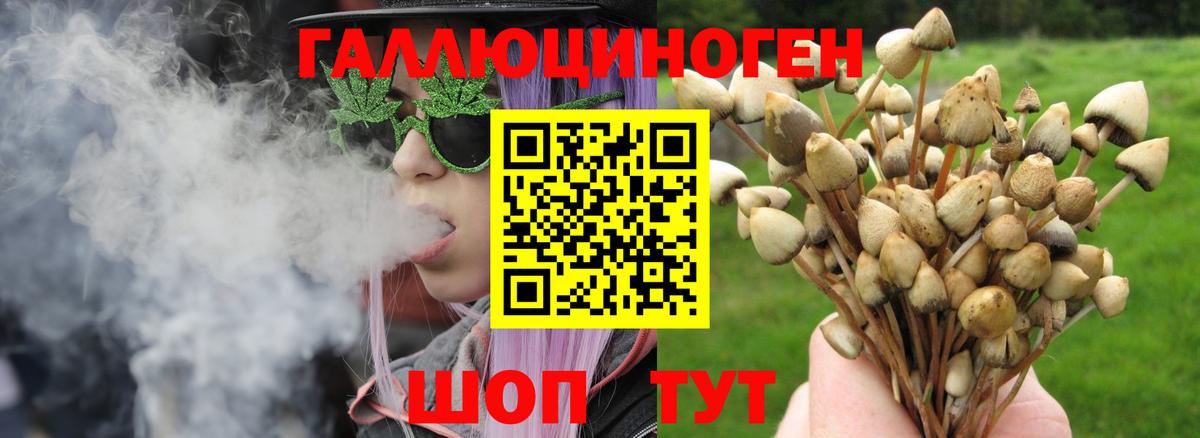 Псилоцибиновые грибы Psilocybe Старая Русса
